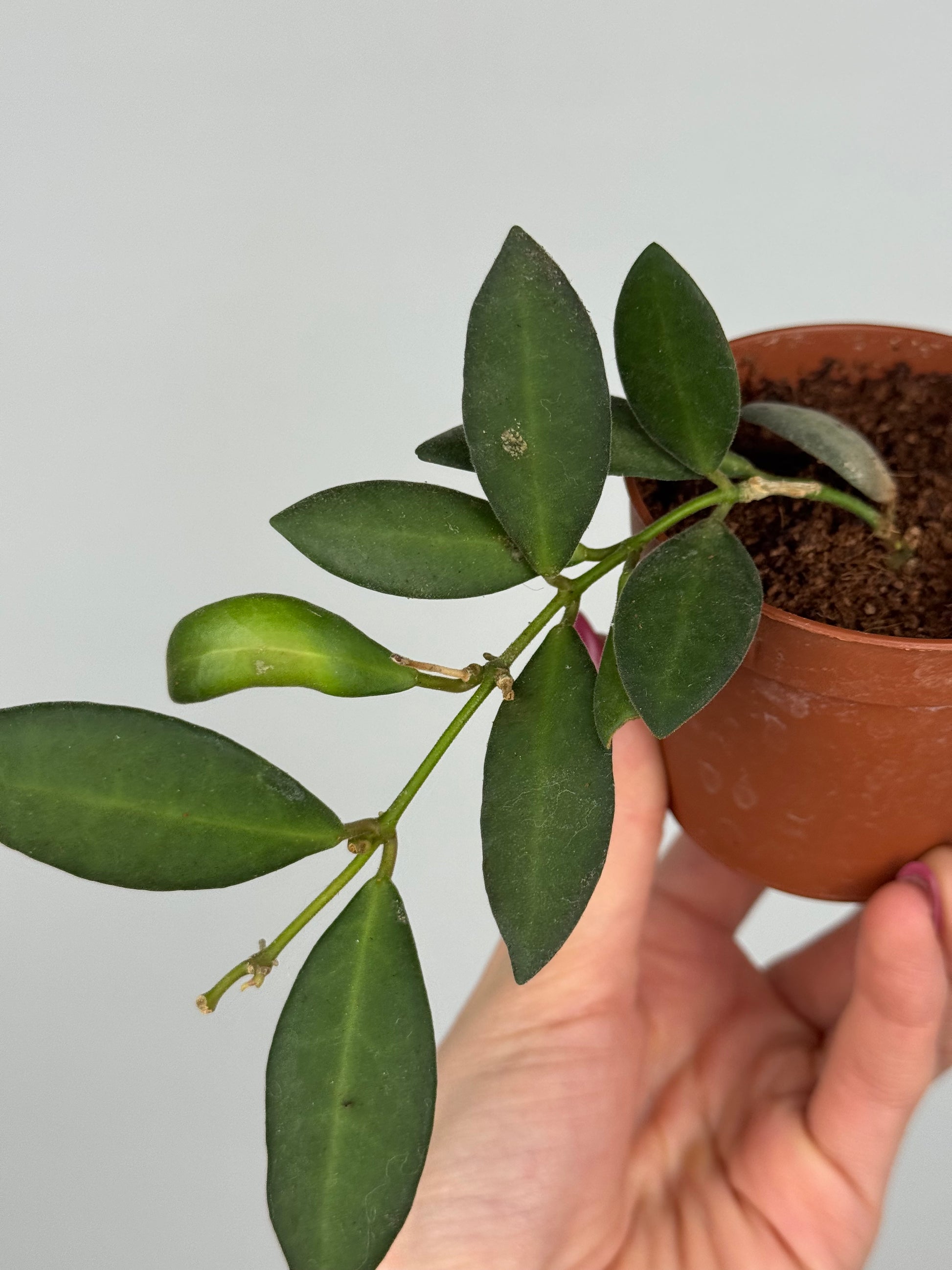 Hoya Burtoniae | Erica