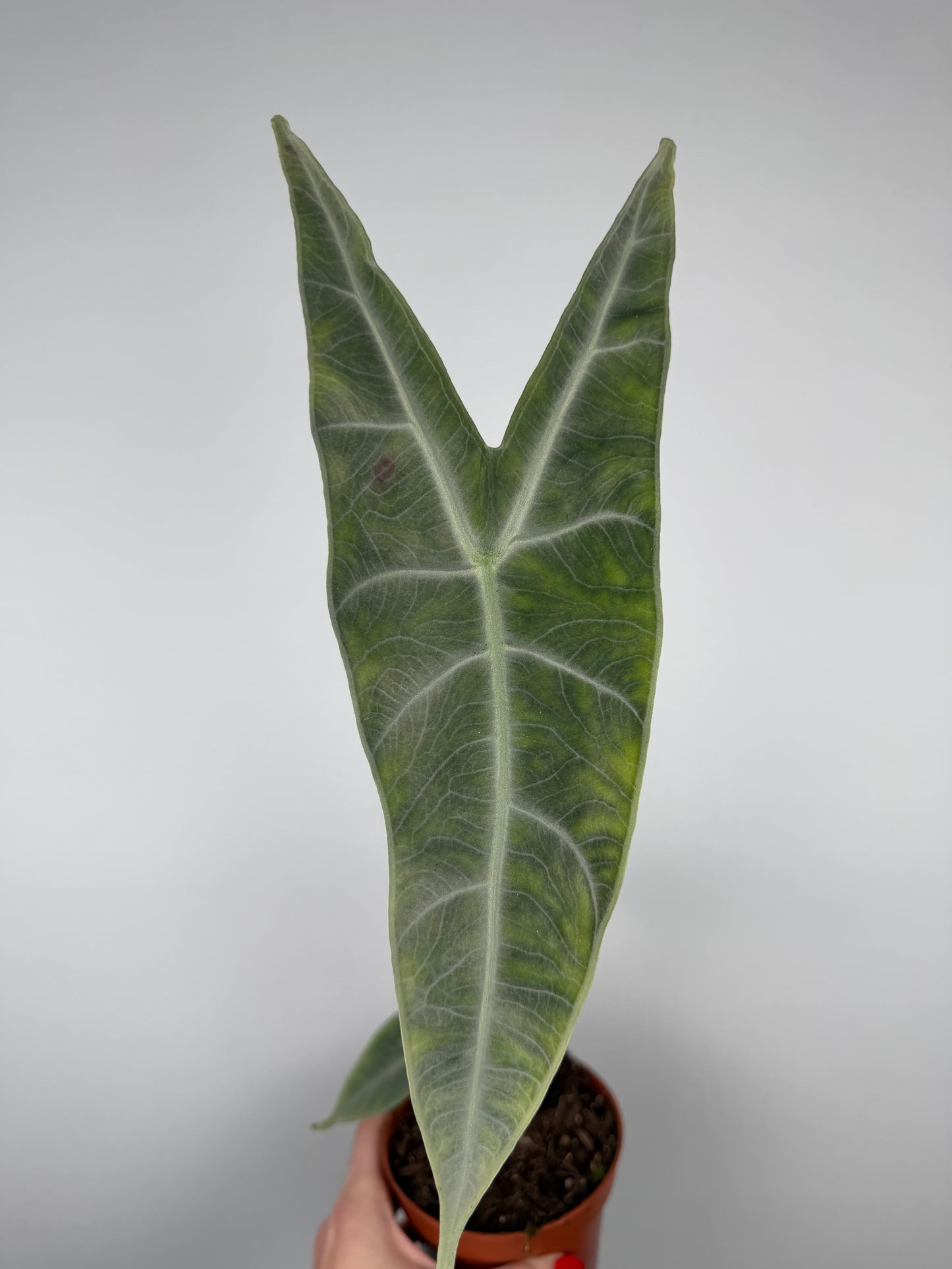 Alocasia longiloba 'Silver'