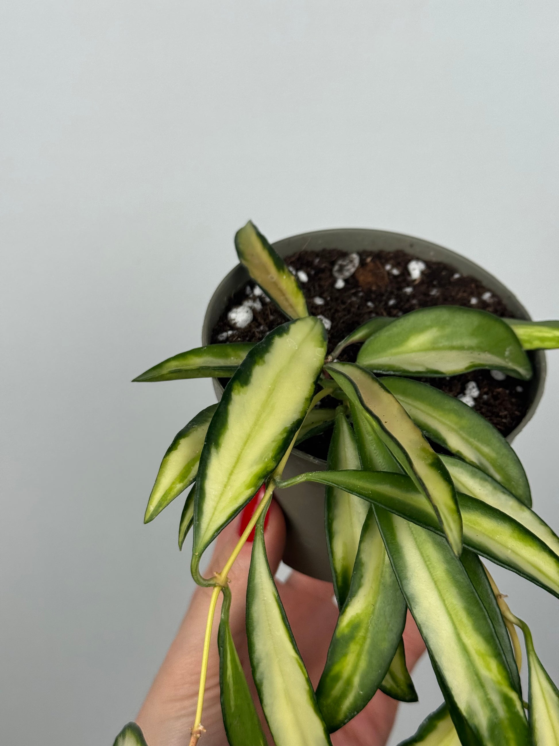 Hoya Wayetii 'Tricolor'