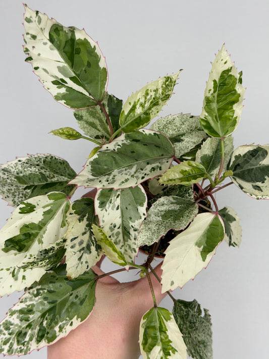 Hibiscus rosa-sinensis 'Variegata' Hibiscus Tropical Corner