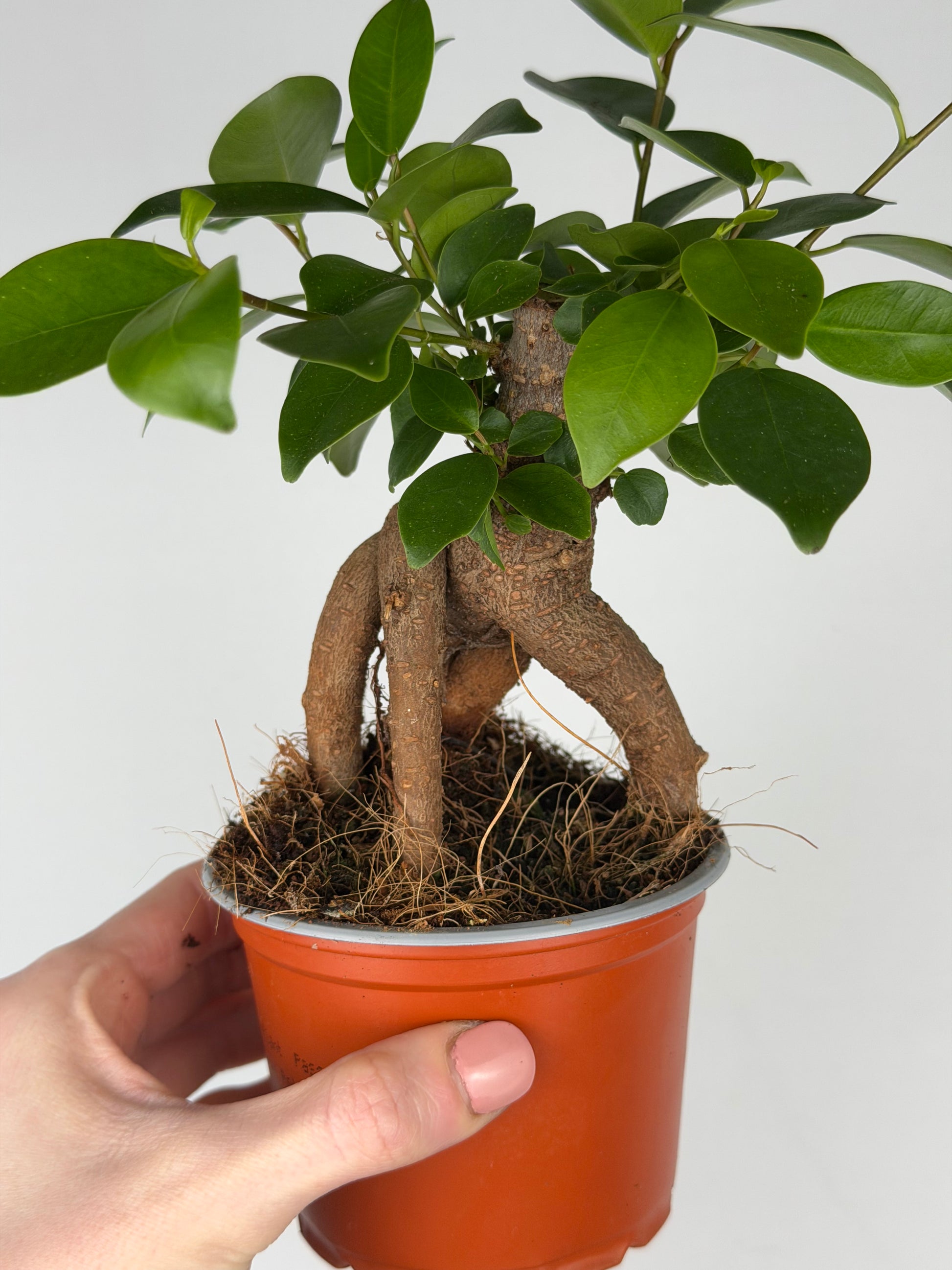Ficus micr. Bonsai Retusa Ficus Tropical Corner