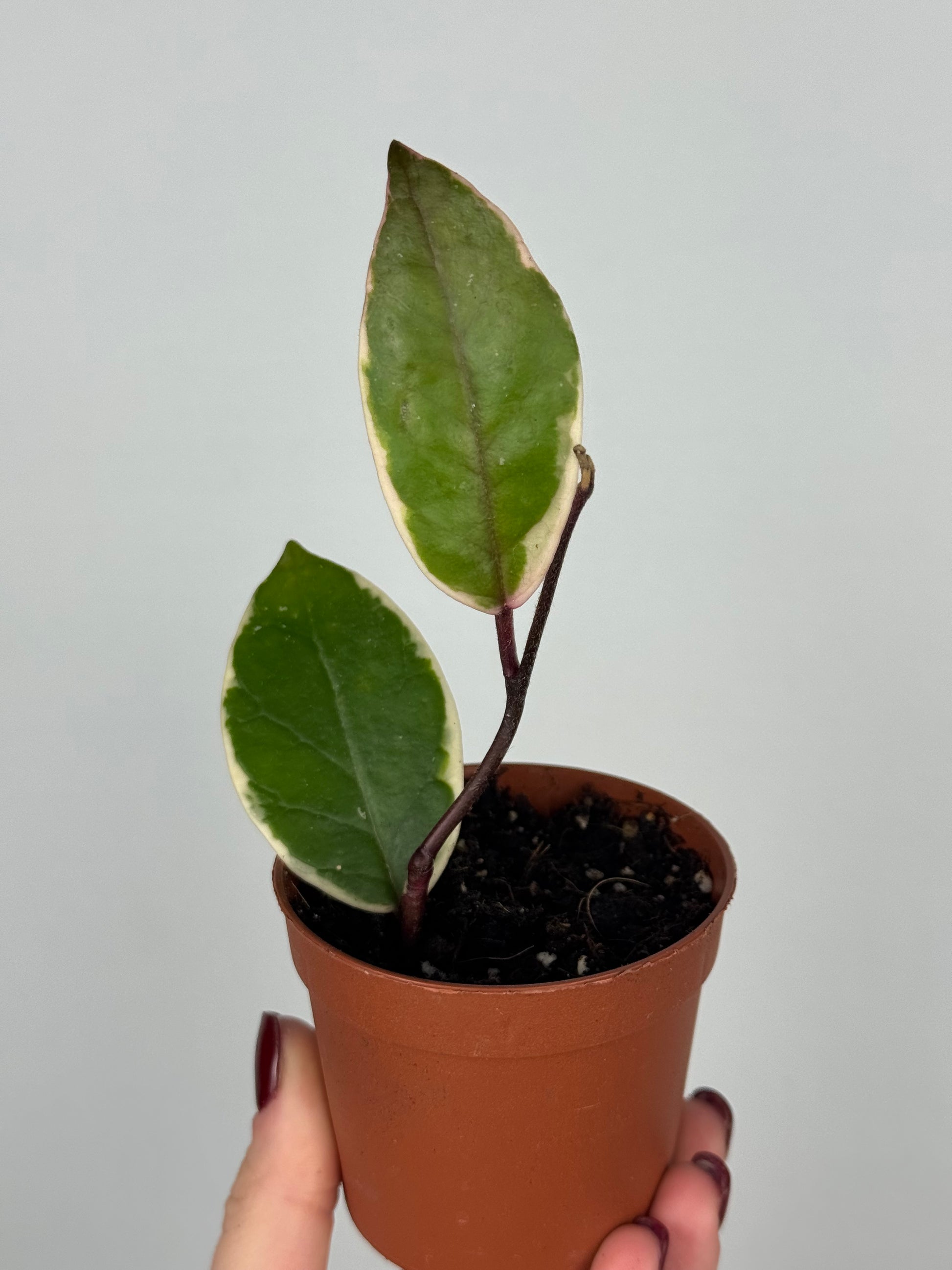 Hoya Flamingo Dream | Amaris