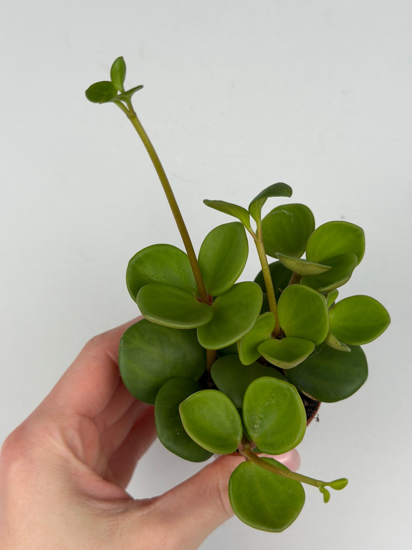 Peperomia tetraphylla 'Hope' Peperomia Tropical Corner