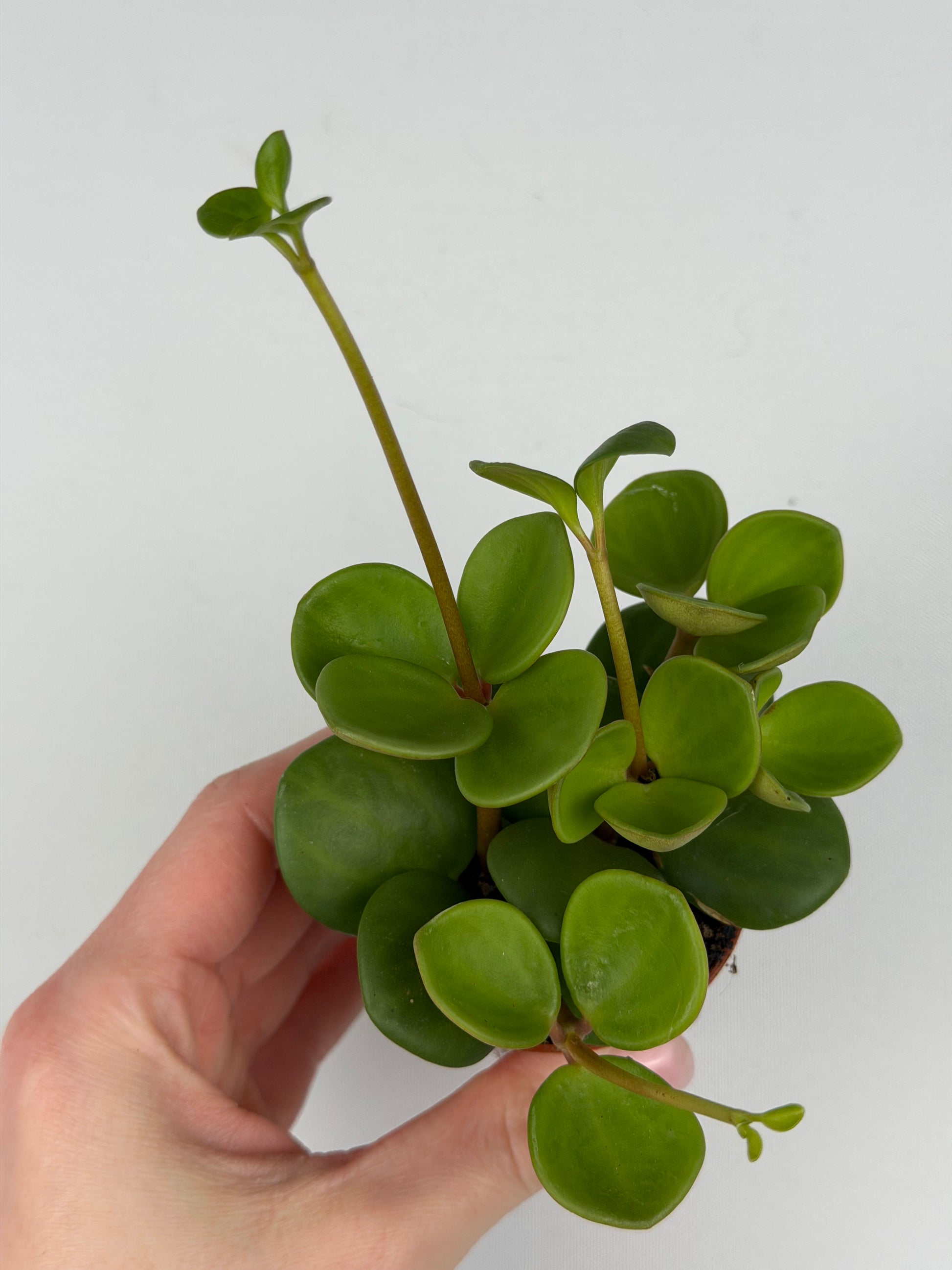 Peperomia tetraphylla 'Hope' Peperomia Tropical Corner