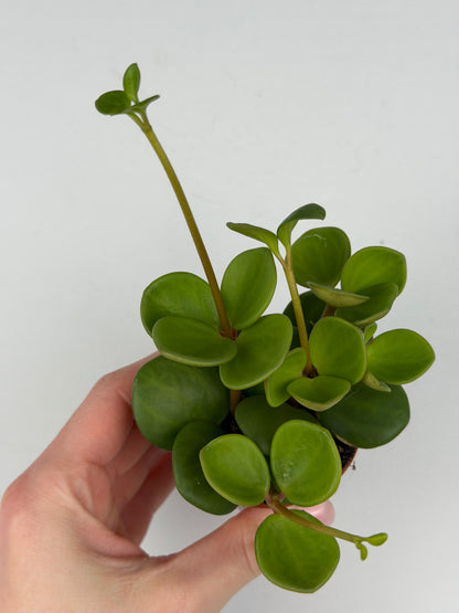 Peperomia tetraphylla 'Hope' Peperomia Tropical Corner