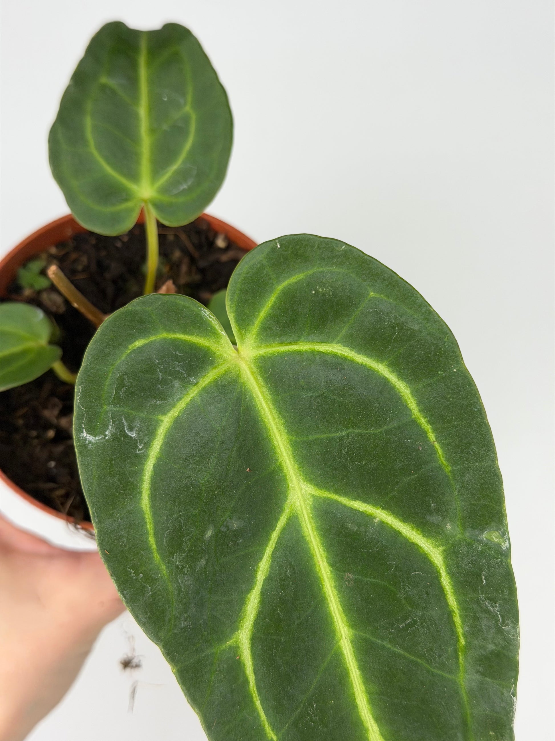 Anthurium Regale Anthurium Tropical Corner