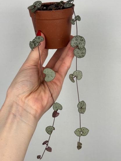 Ceropegia Woodii | Nara
