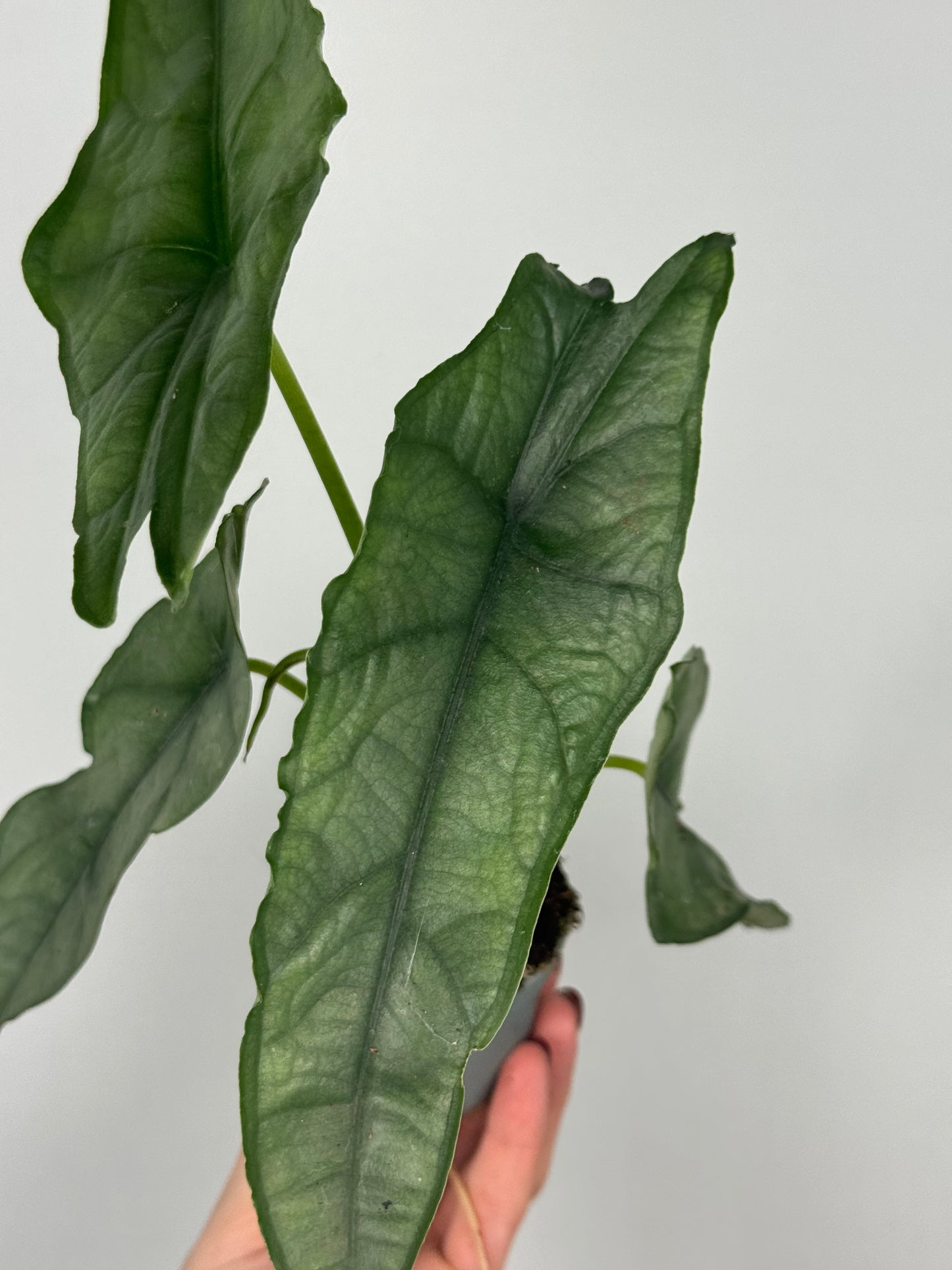 Alocasia heterophylla 'Dragon's Breath'