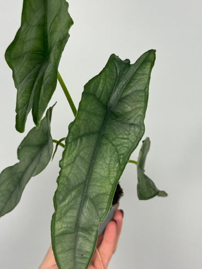 Alocasia heterophylla 'Dragon's Breath'