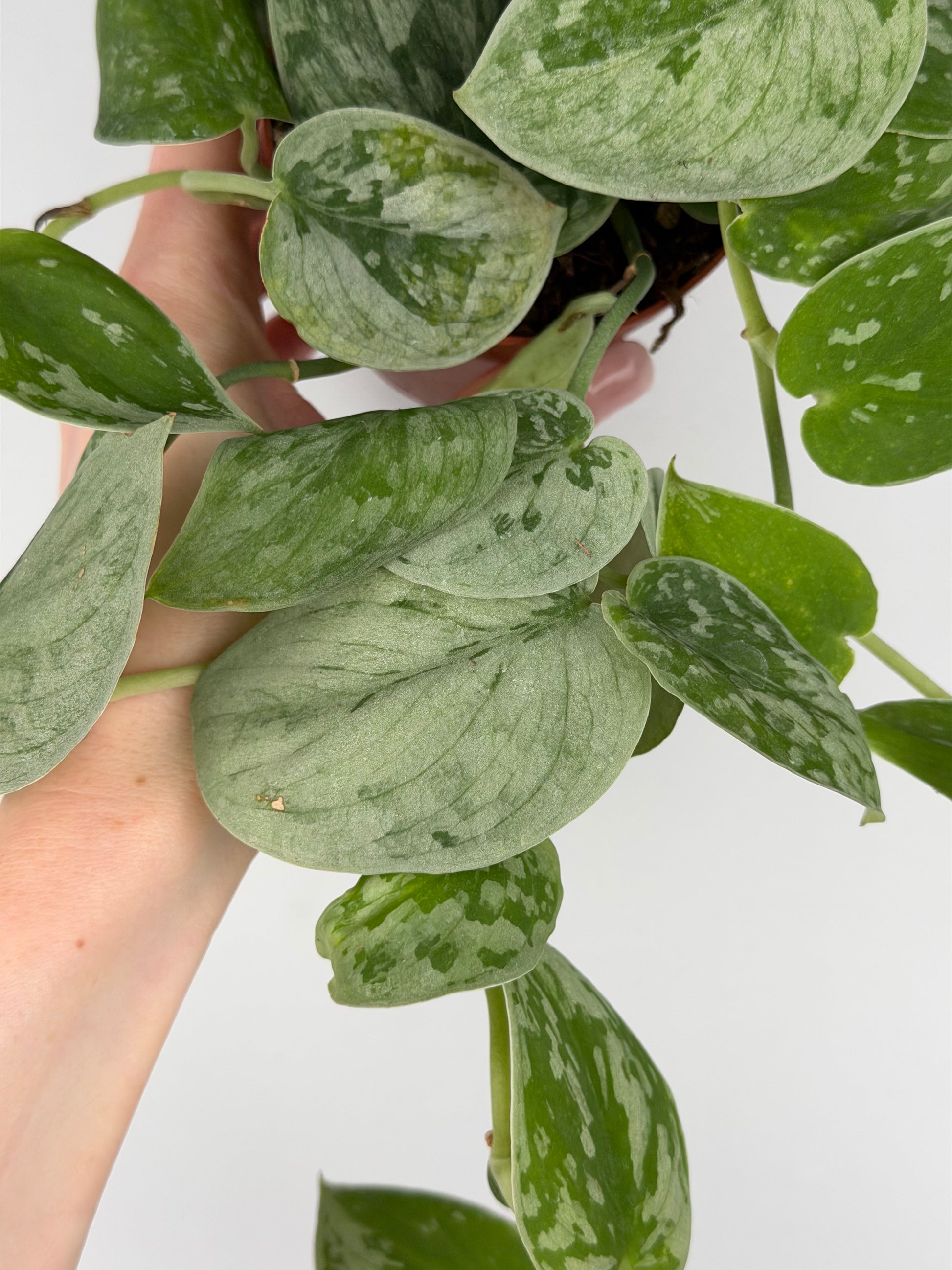 Scindapsus Pictus 'Silvery Ann' Scindapsus Tropical Corner