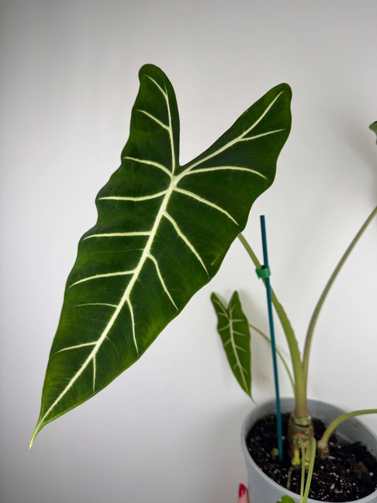 Alocasia Micholitziana Frydek | Alice