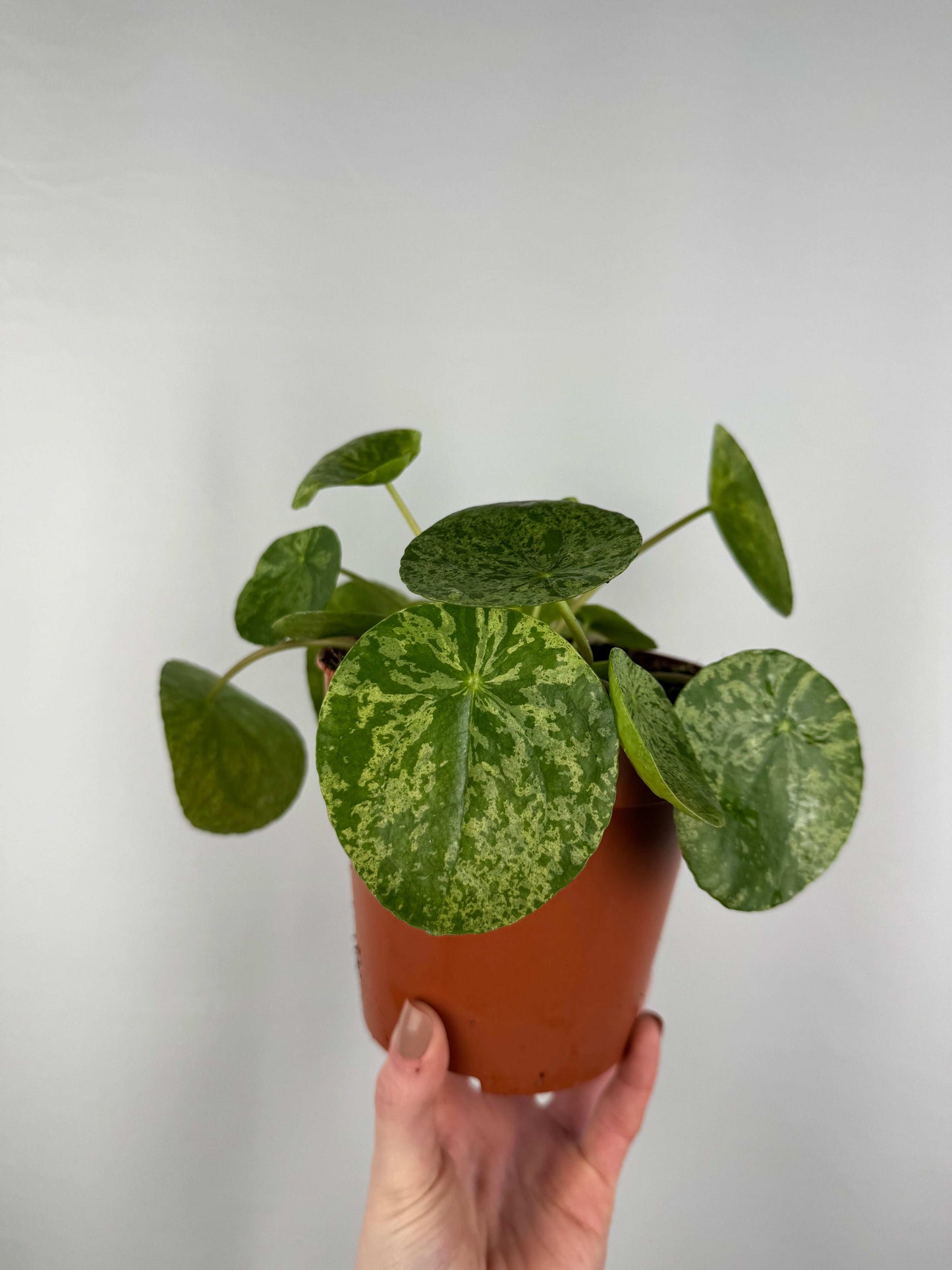 Pilea Peperomioides “Mojito”