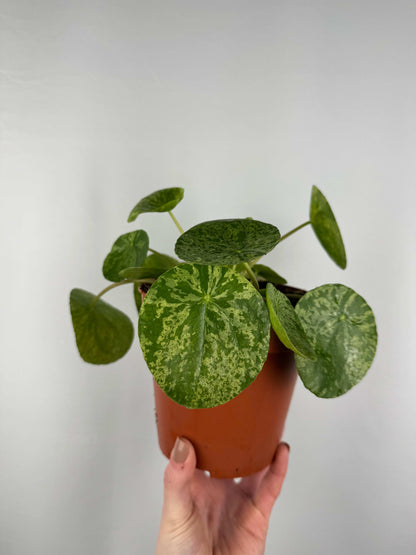 Pilea Peperomioides “Mojito”