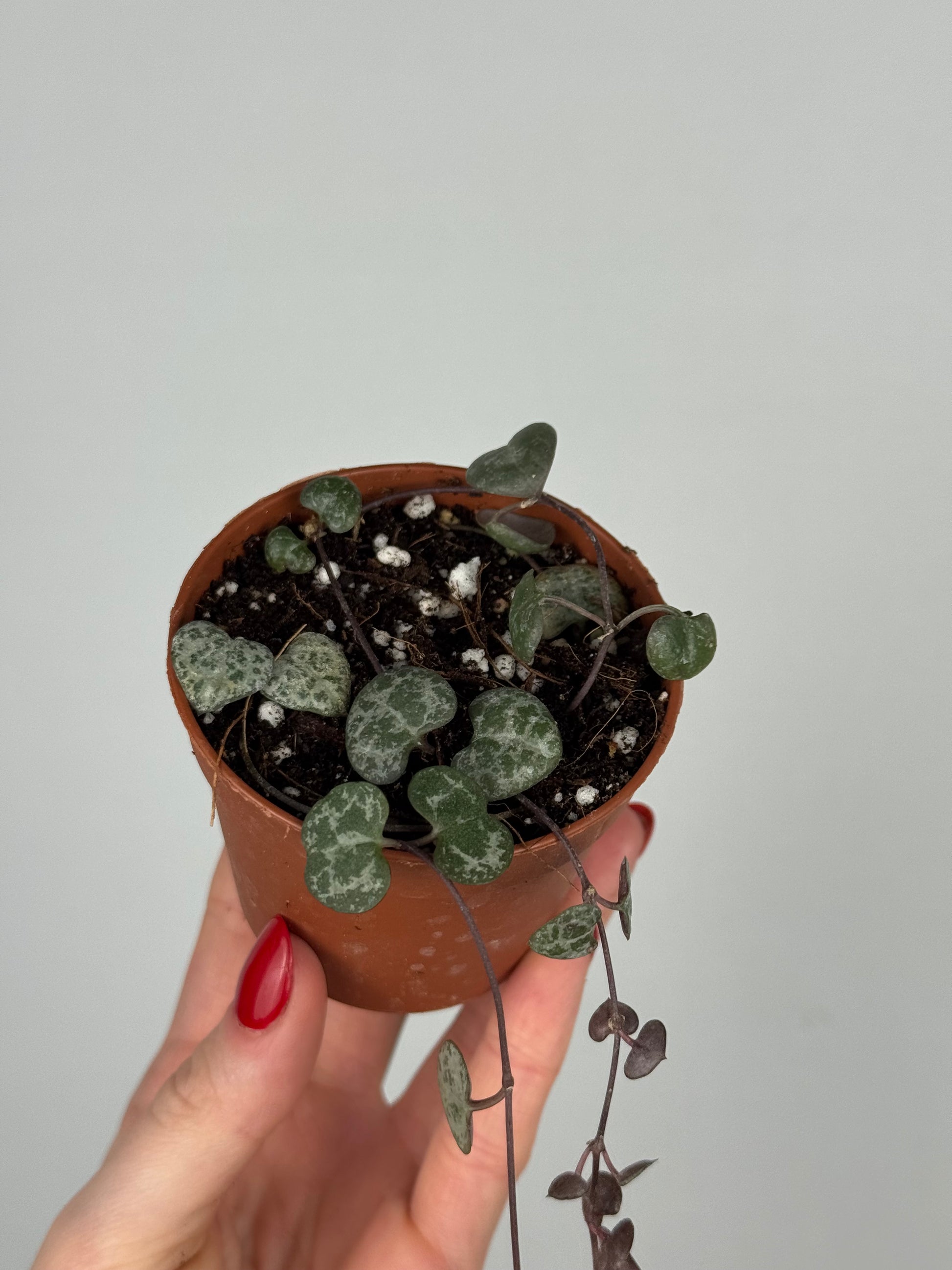 Ceropegia Woodii | Dalia