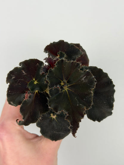 Begonia 'Dark Mambo'