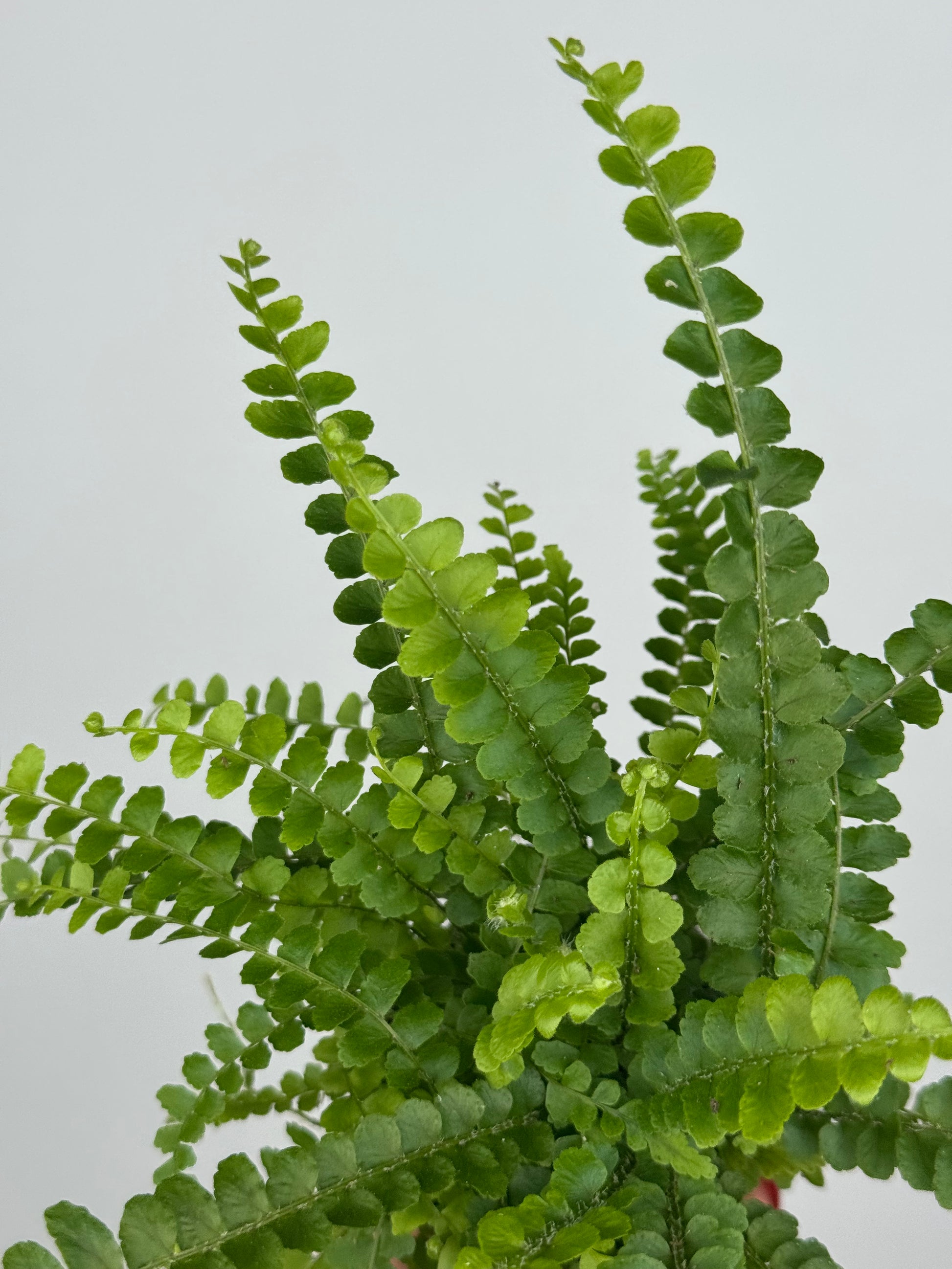 Nephrolepis cordifolia “Duffy”