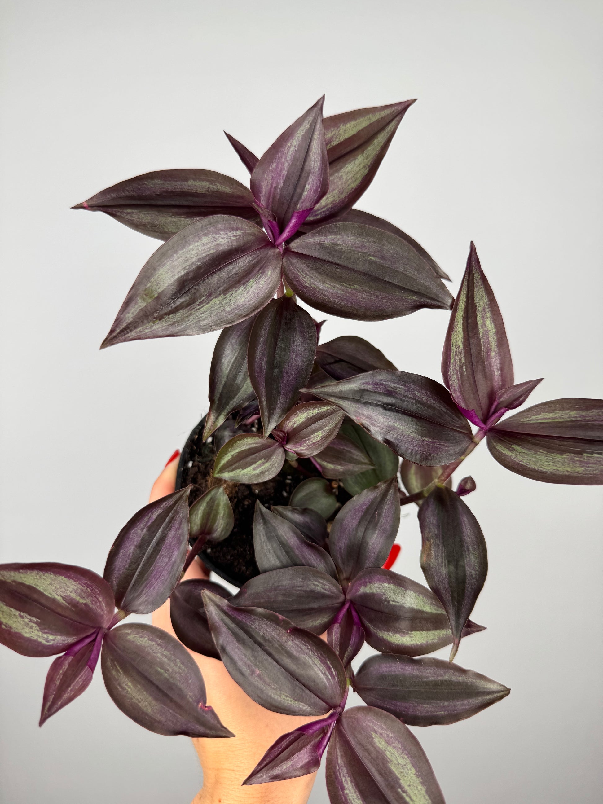 Tradescantia Burgundy
