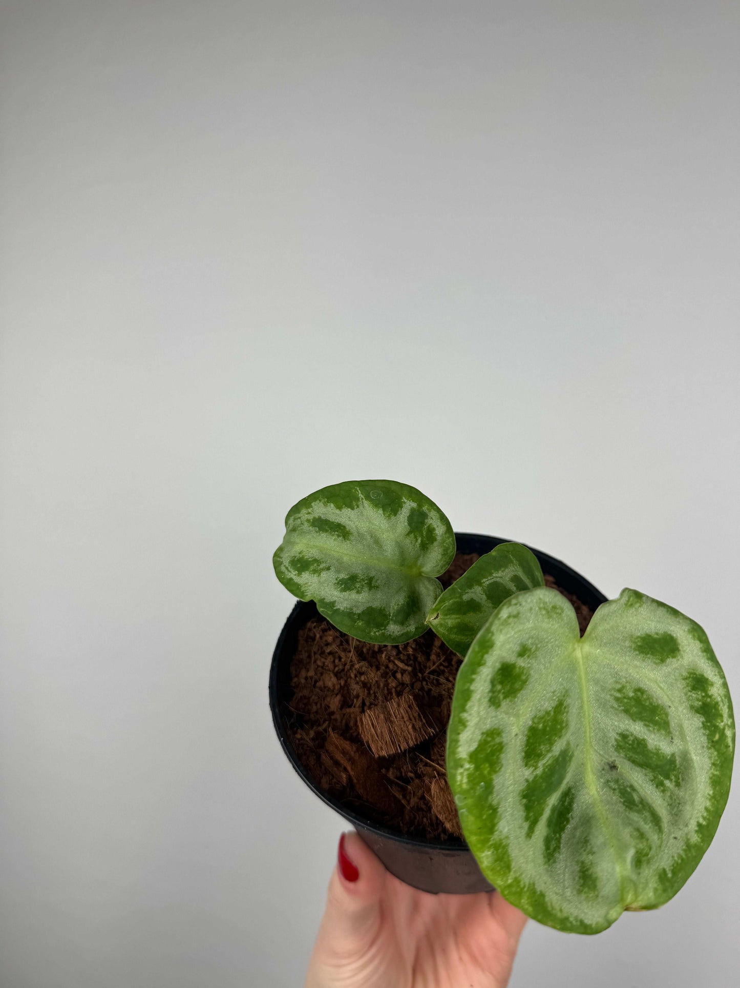 Anthurium “Silver Blush” | Camillo
