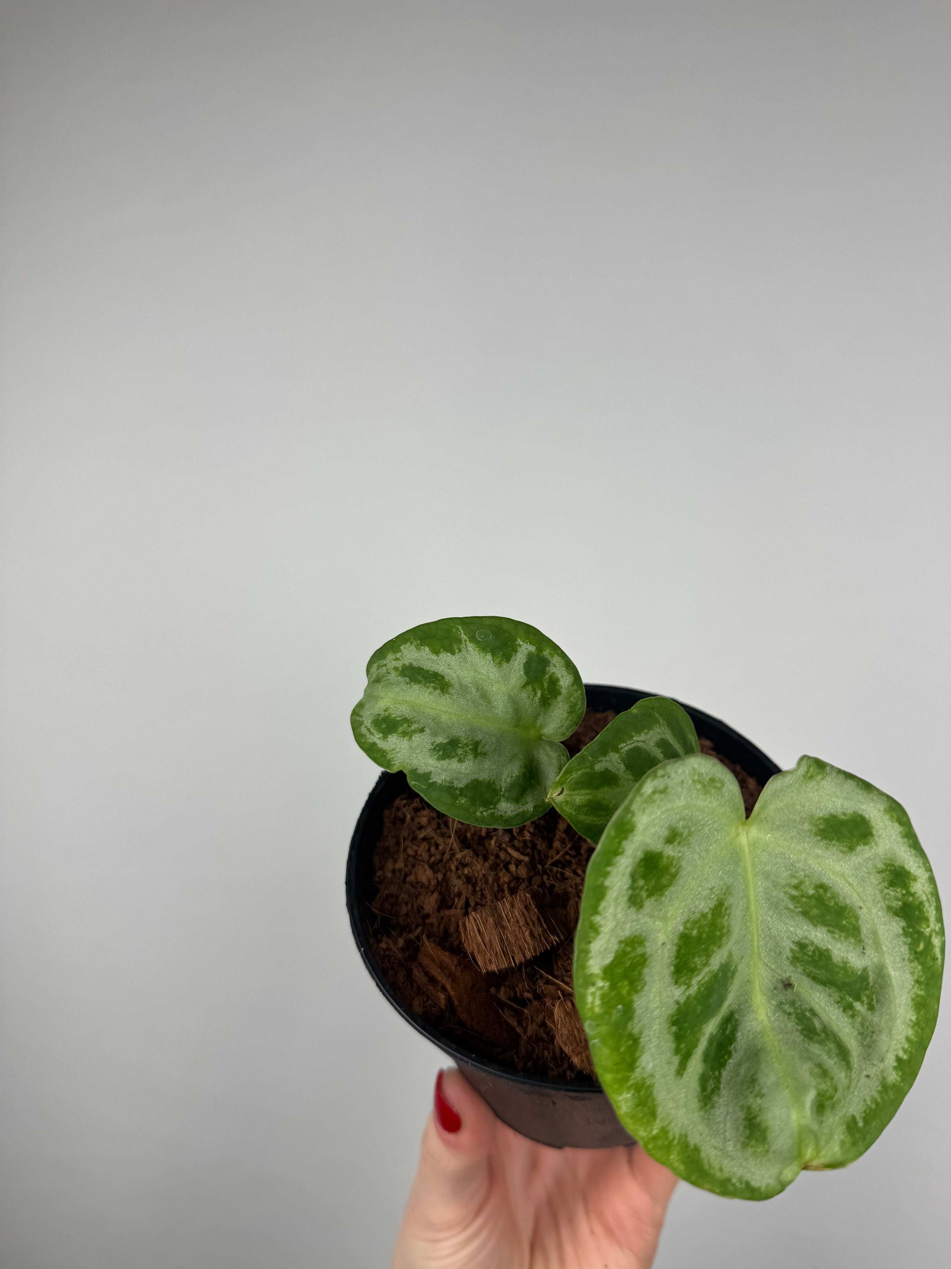 Anthurium “Silver Blush” | Camillo