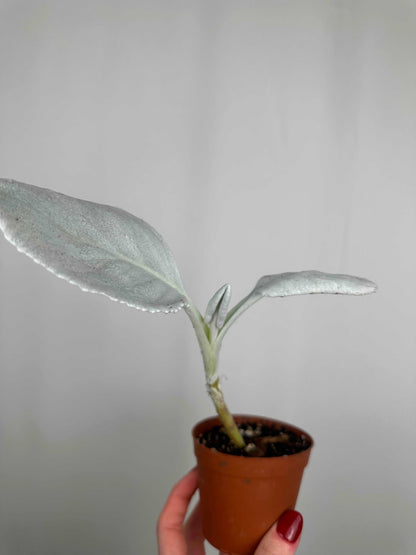 Senecio Candicans “Angel Wings” | Gabriel