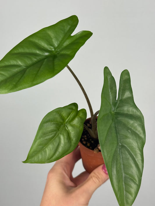 Alocasia Heterophylla “Corazon”