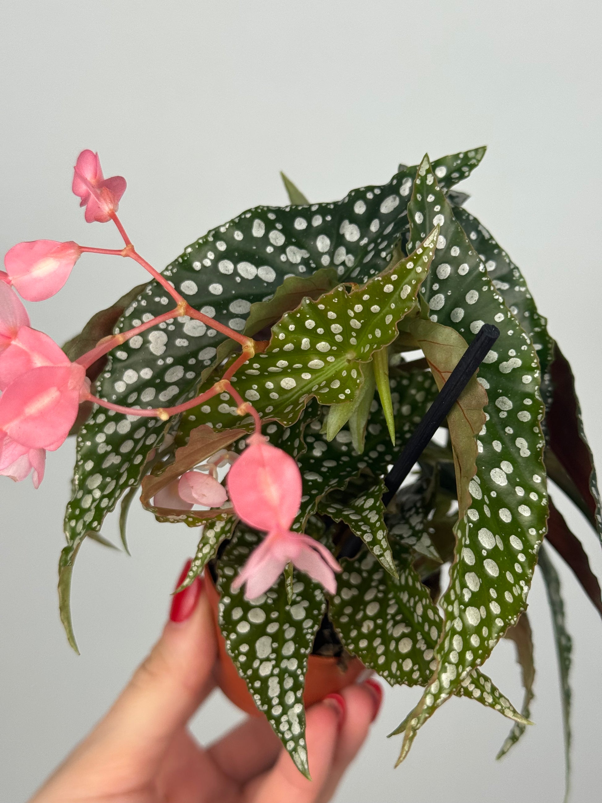 Begonia maculata “Double dot”