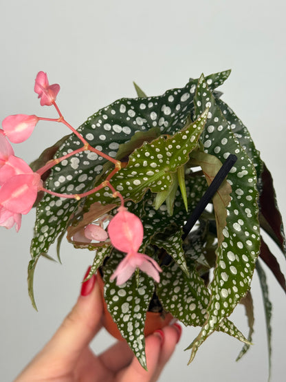 Begonia maculata “Double dot”