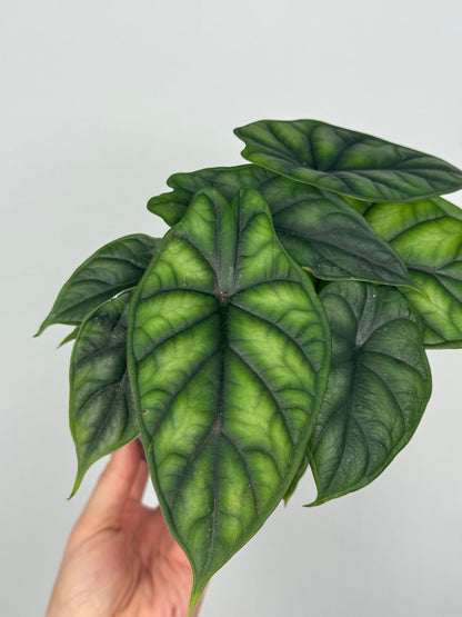Alocasia Dragon Scale