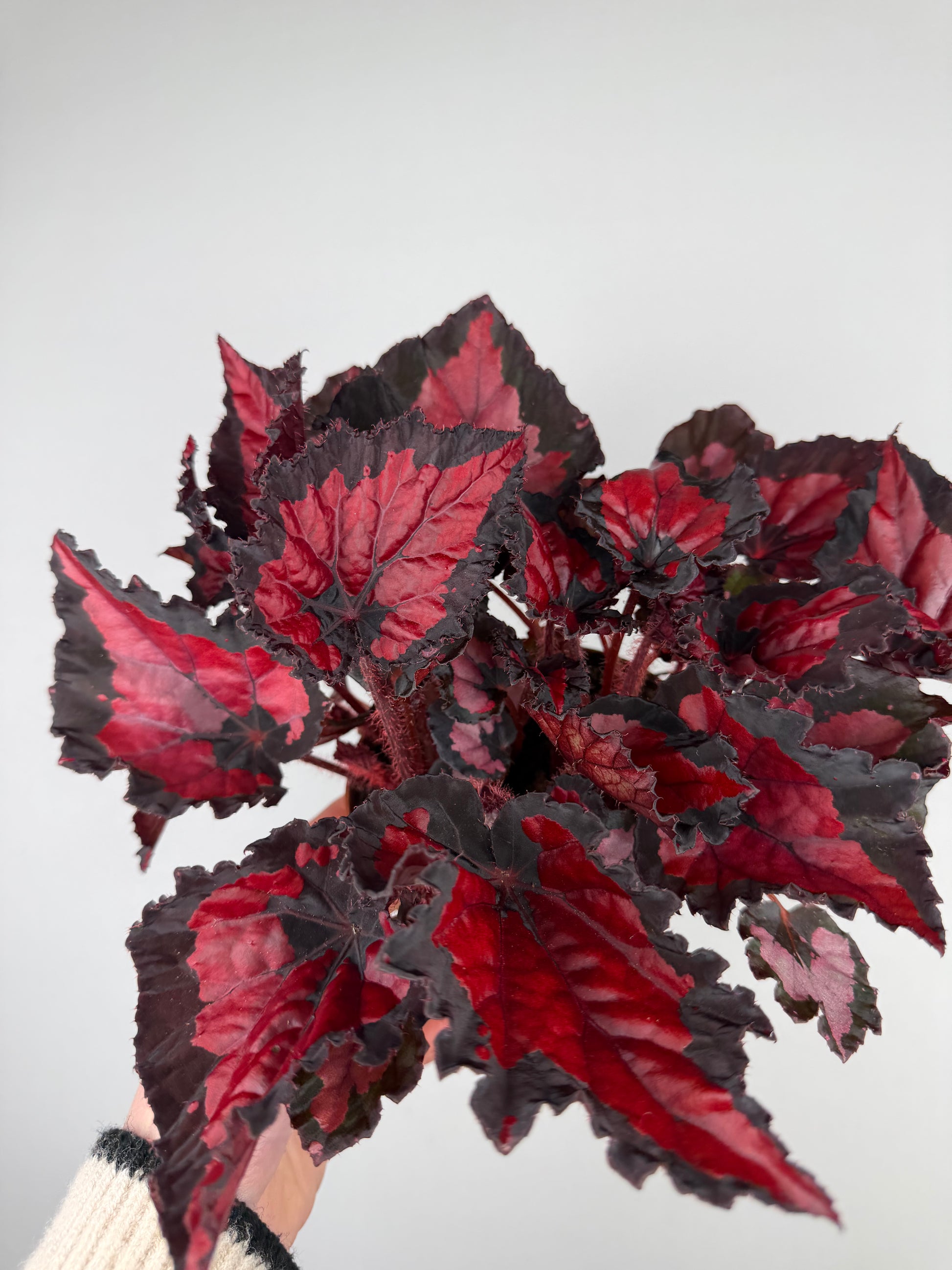 Begonia “Red Kiss” Begonia Tropical Corner