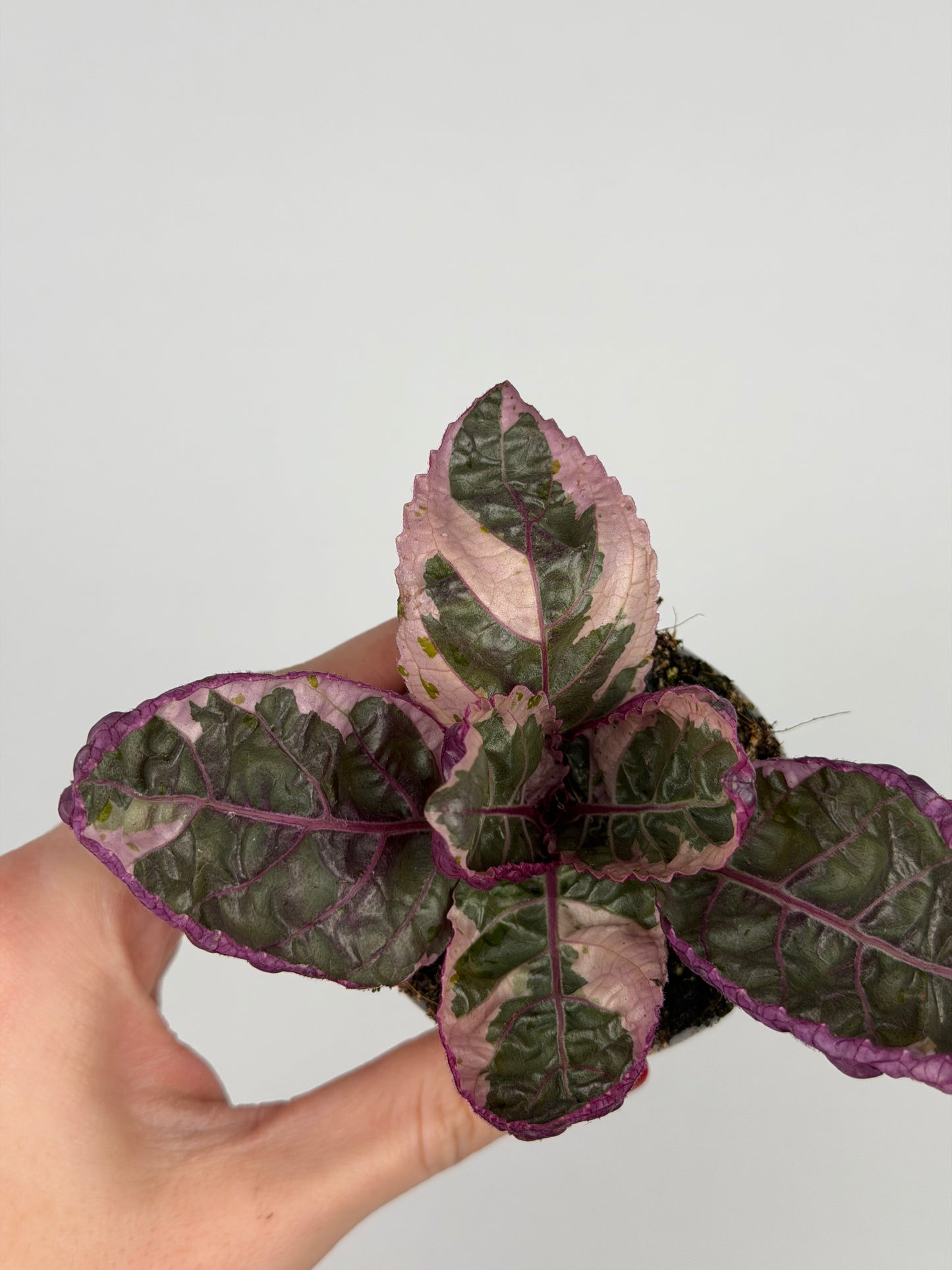 Hemigraphis alternata 'Snow White'