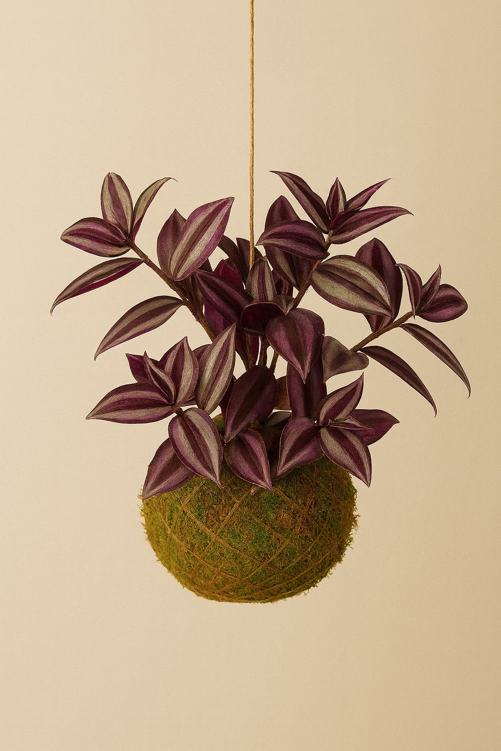 Kokedama | Tradescantia Zebrina