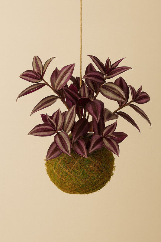 Kokedama | Tradescantia Zebrina