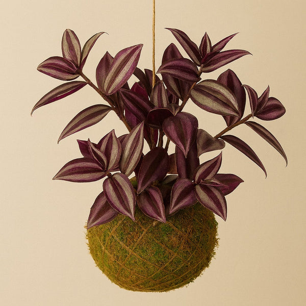 Kokedama | Tradescantia Zebrina