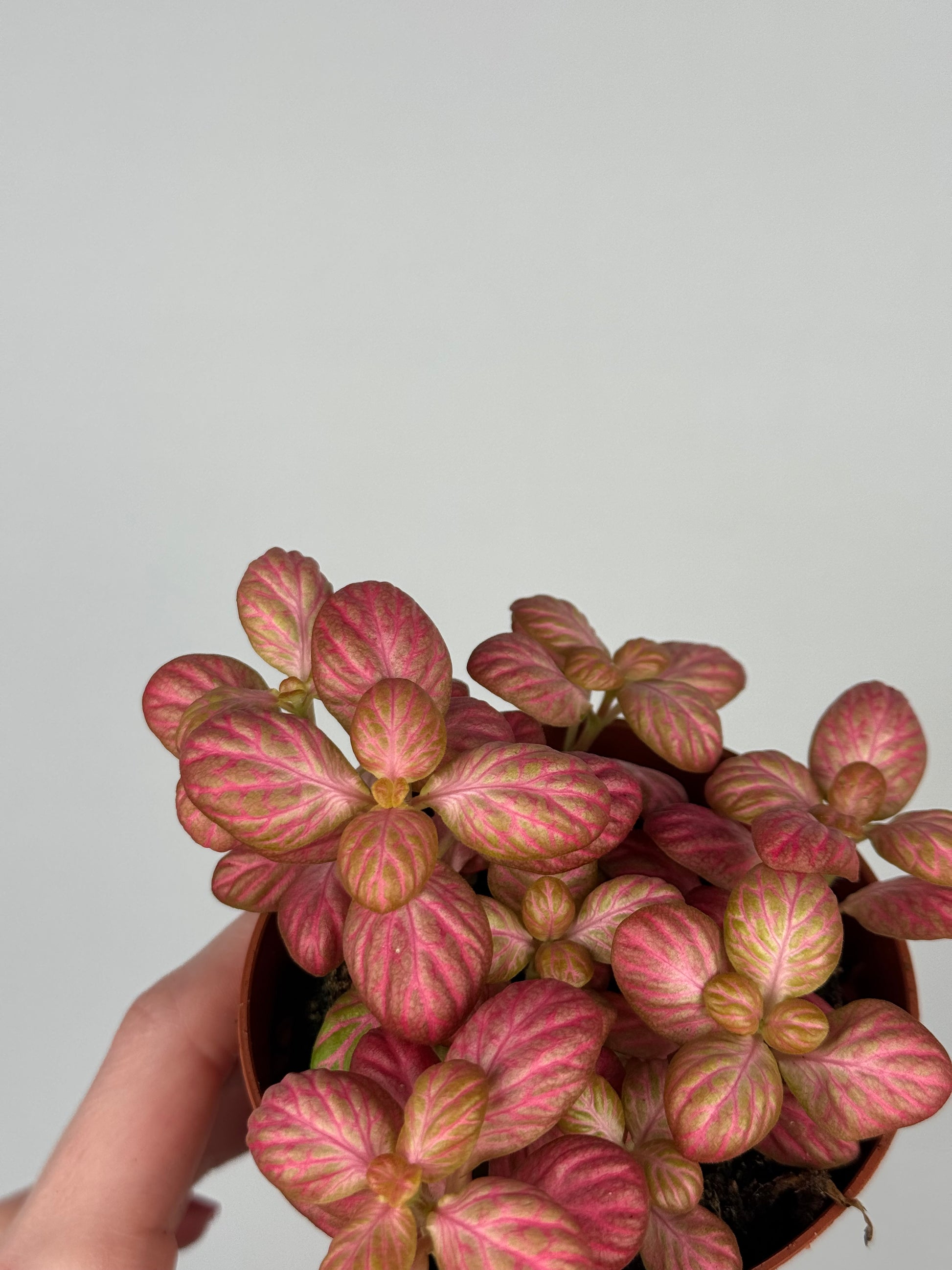 Fittonia “Pink Special”