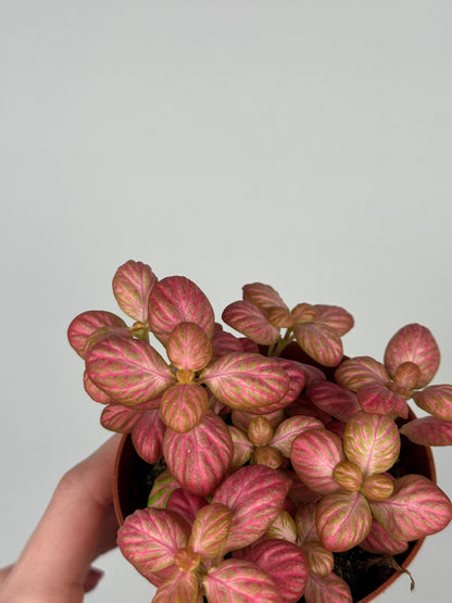 Fittonia “Pink Special”