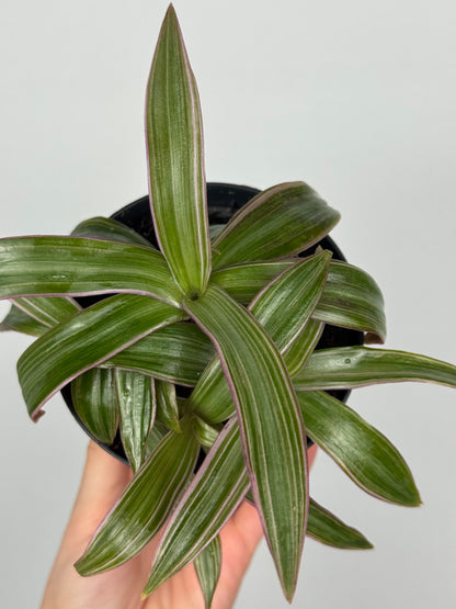 Tradescantia Spathacea | Orelia