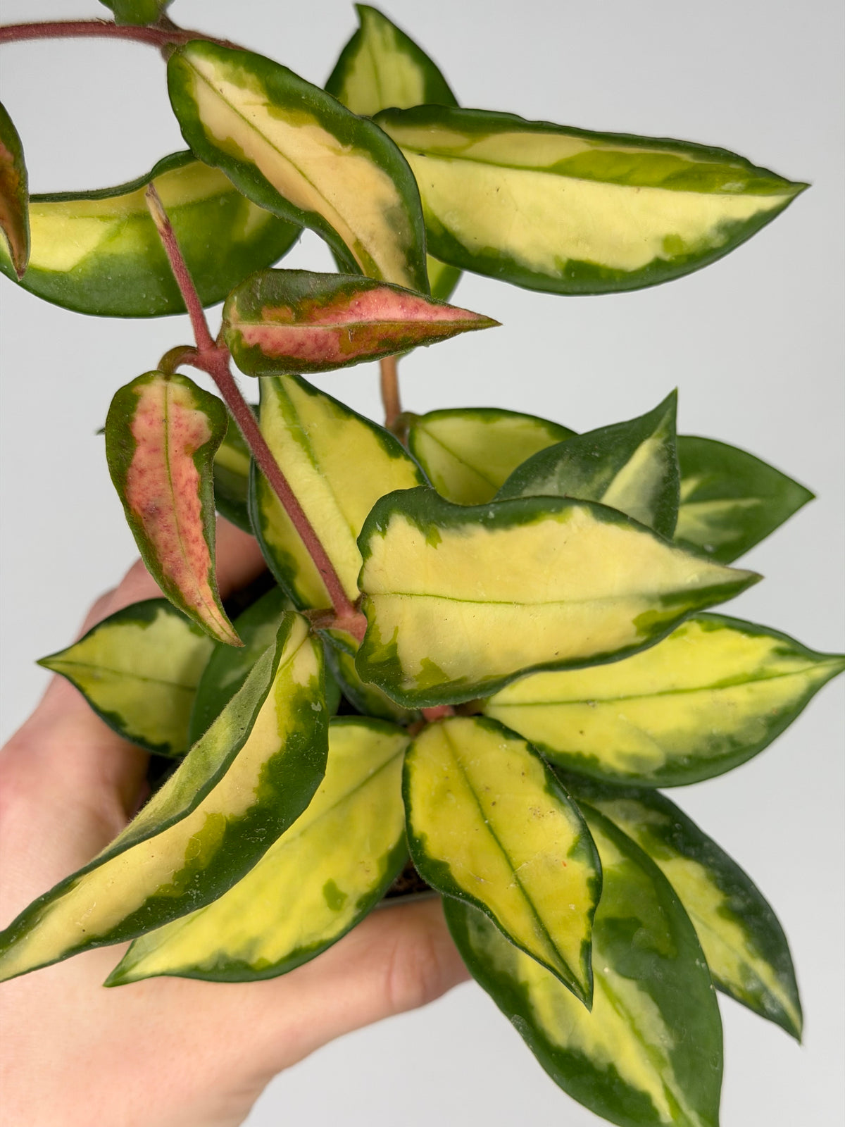 Hoya Tricolor Hoya Tropical Corner