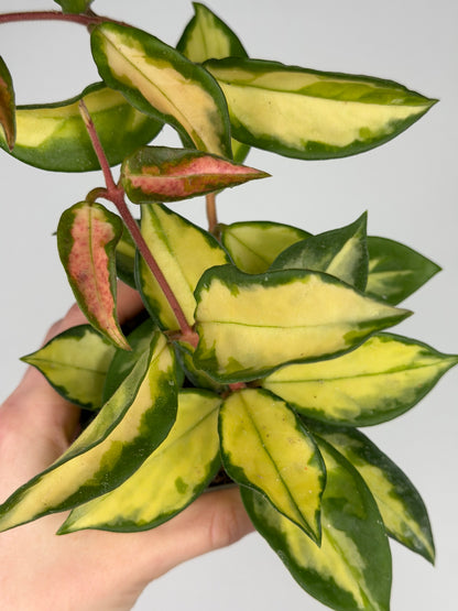 Hoya Tricolor Hoya Tropical Corner “M” 9 cm