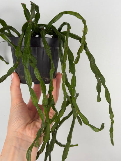 Rhipsalis Paradoxa Tropical Corner