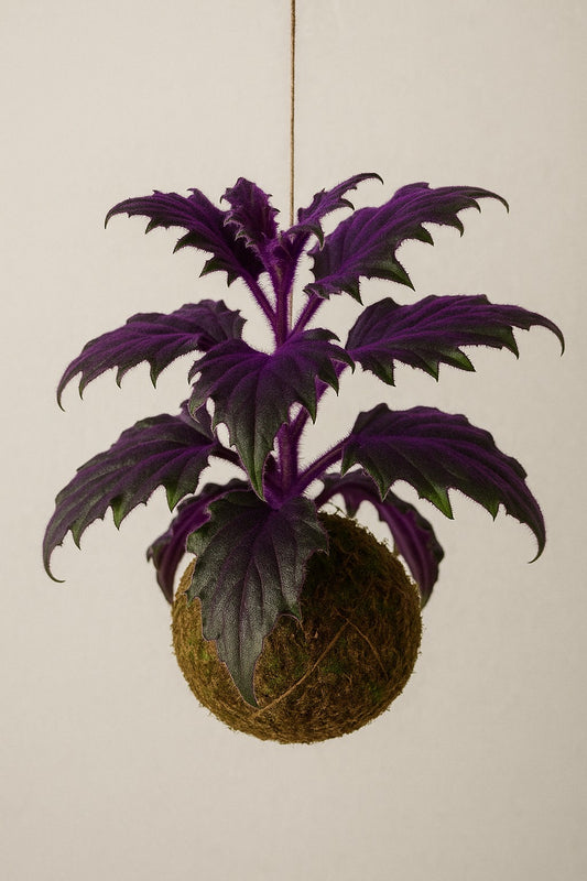 Baby Kokedama | Gynura Aurantiaca “Purple Passion”