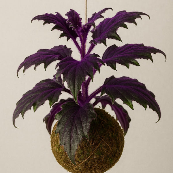 Baby Kokedama | Gynura Aurantiaca 'Purple Passion'