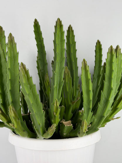 Stapelia Hirsuta Stapelia Tropical Corner