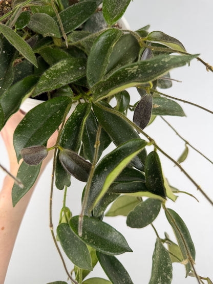 Hoya Thomsonii Hoya Tropical Corner