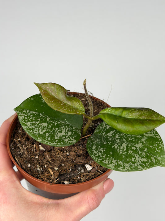 Hoya Parasitica 'Splash' Hoya Tropical Corner