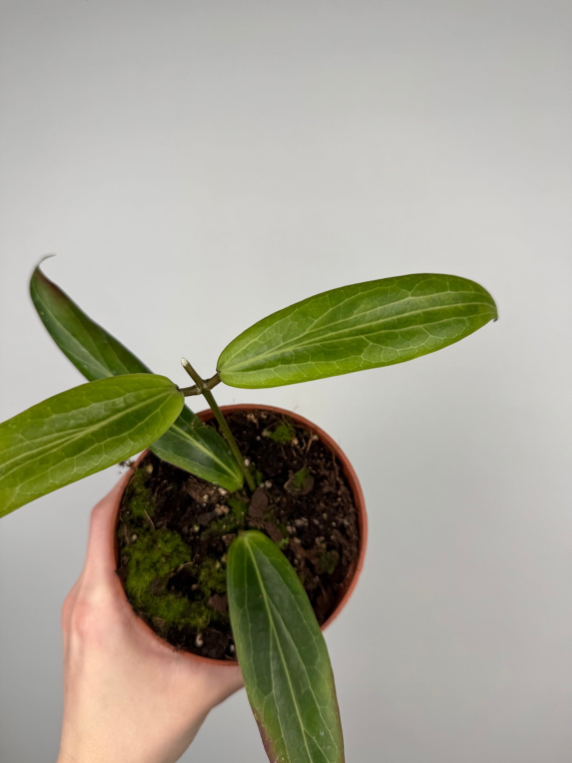 Hoya Soligamiana