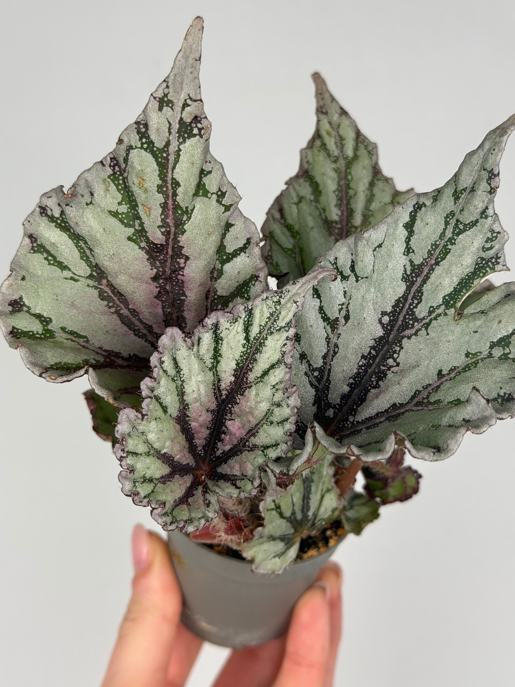 Begonia 'Dew Drop' Begonia Tropical Corner