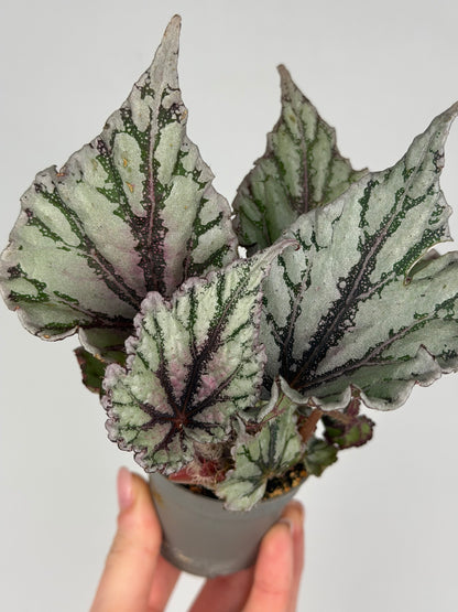 Begonia 'Dew Drop' Begonia Tropical Corner