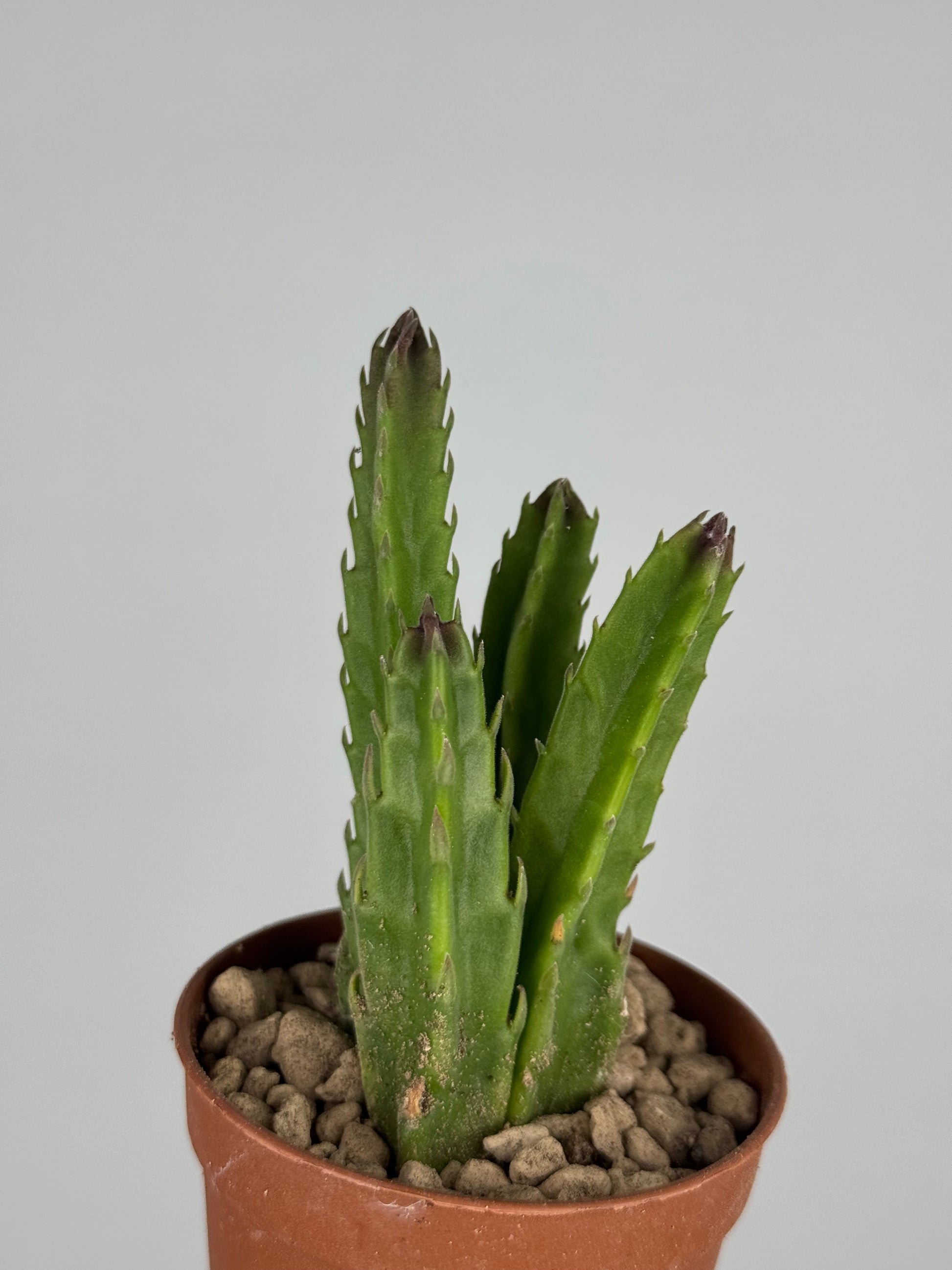 Stapelia Hirsuta