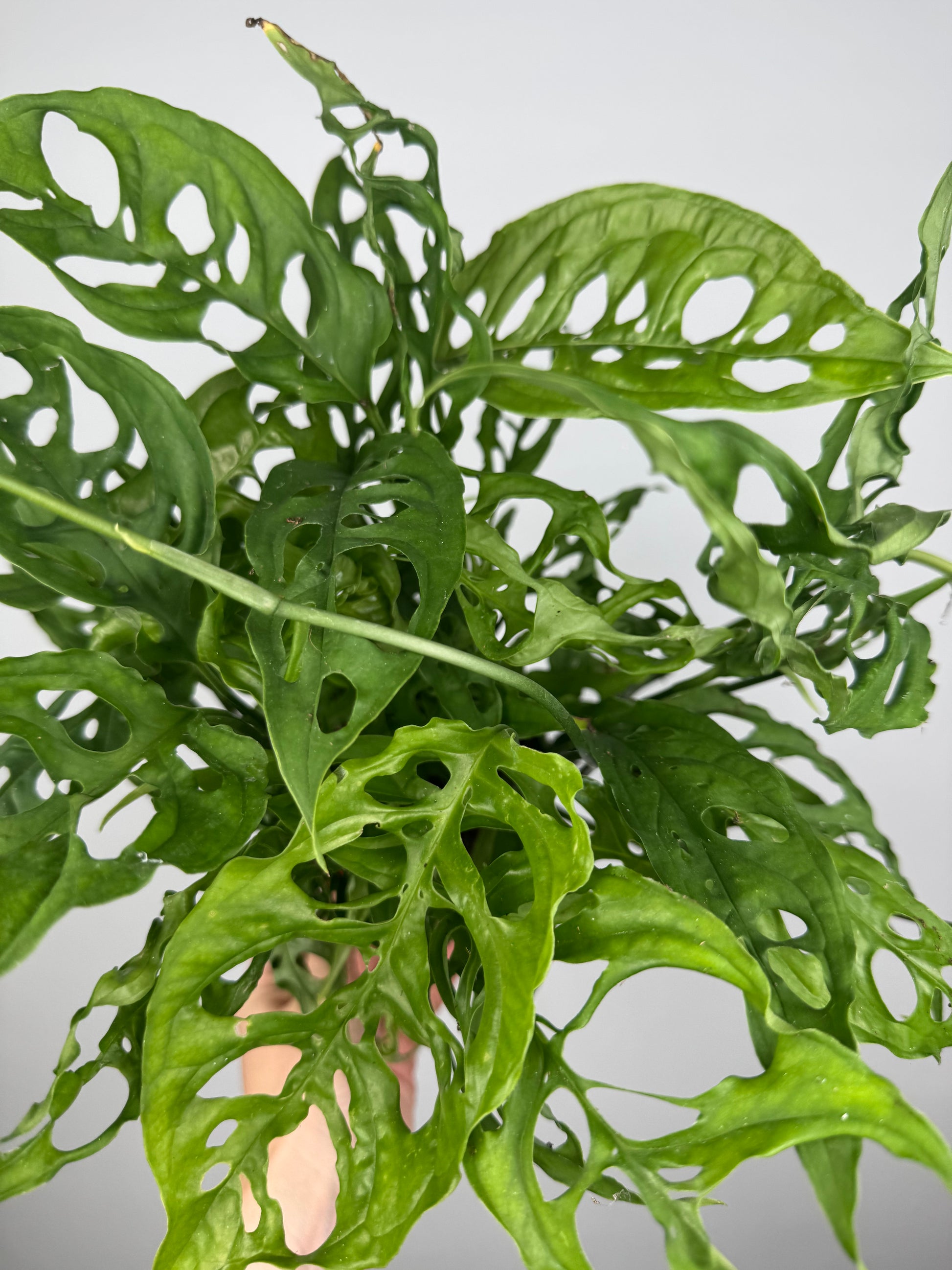 Monstera Obliqua "Perù"