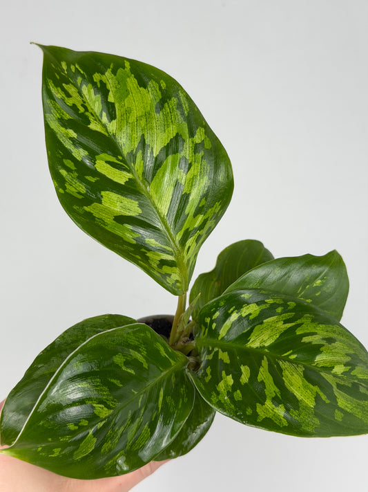 Homalomena wallisii 'Camouflage' Homalomena Tropical Corner